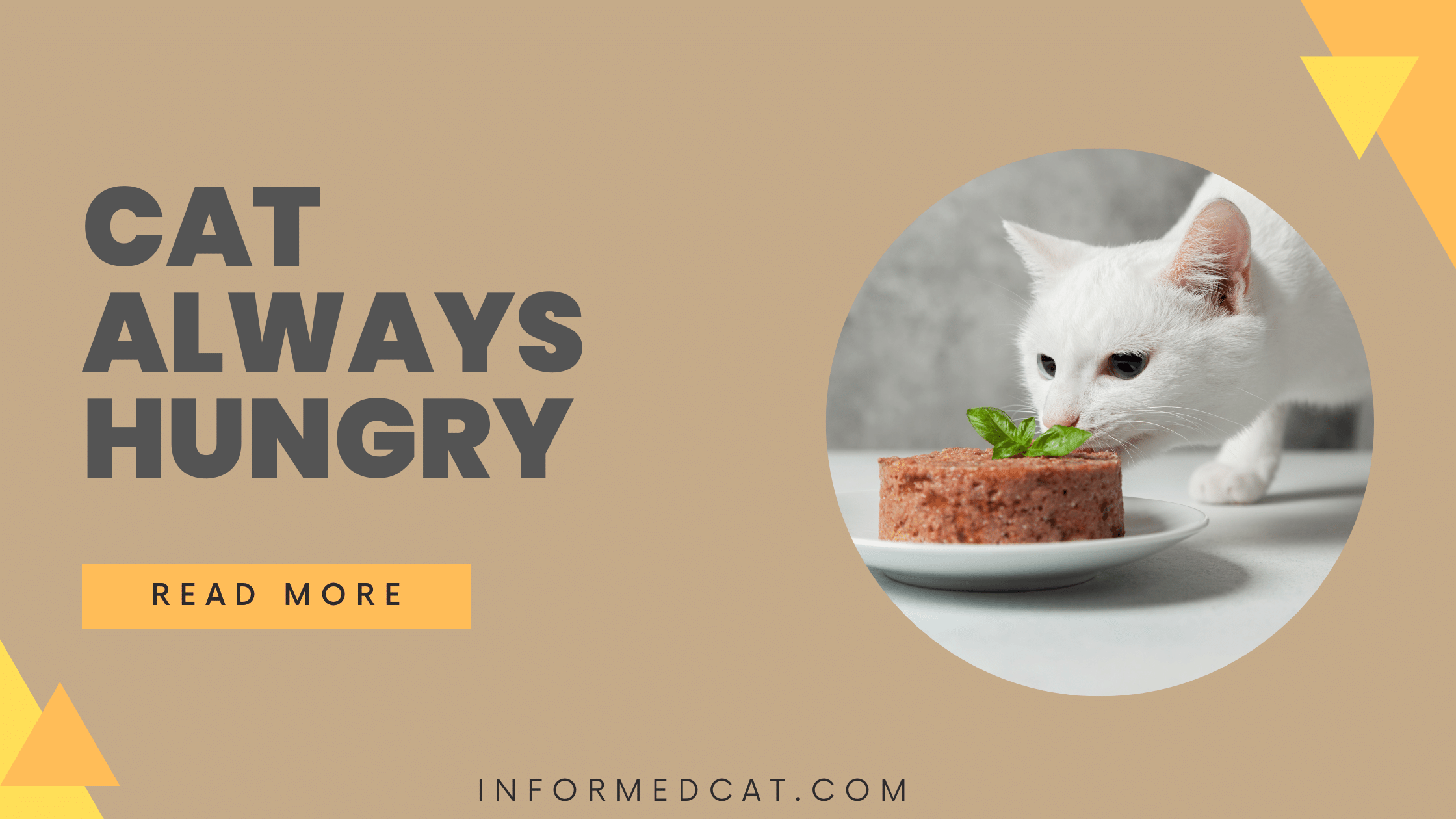 why-is-my-cat-always-hungry-informedcat