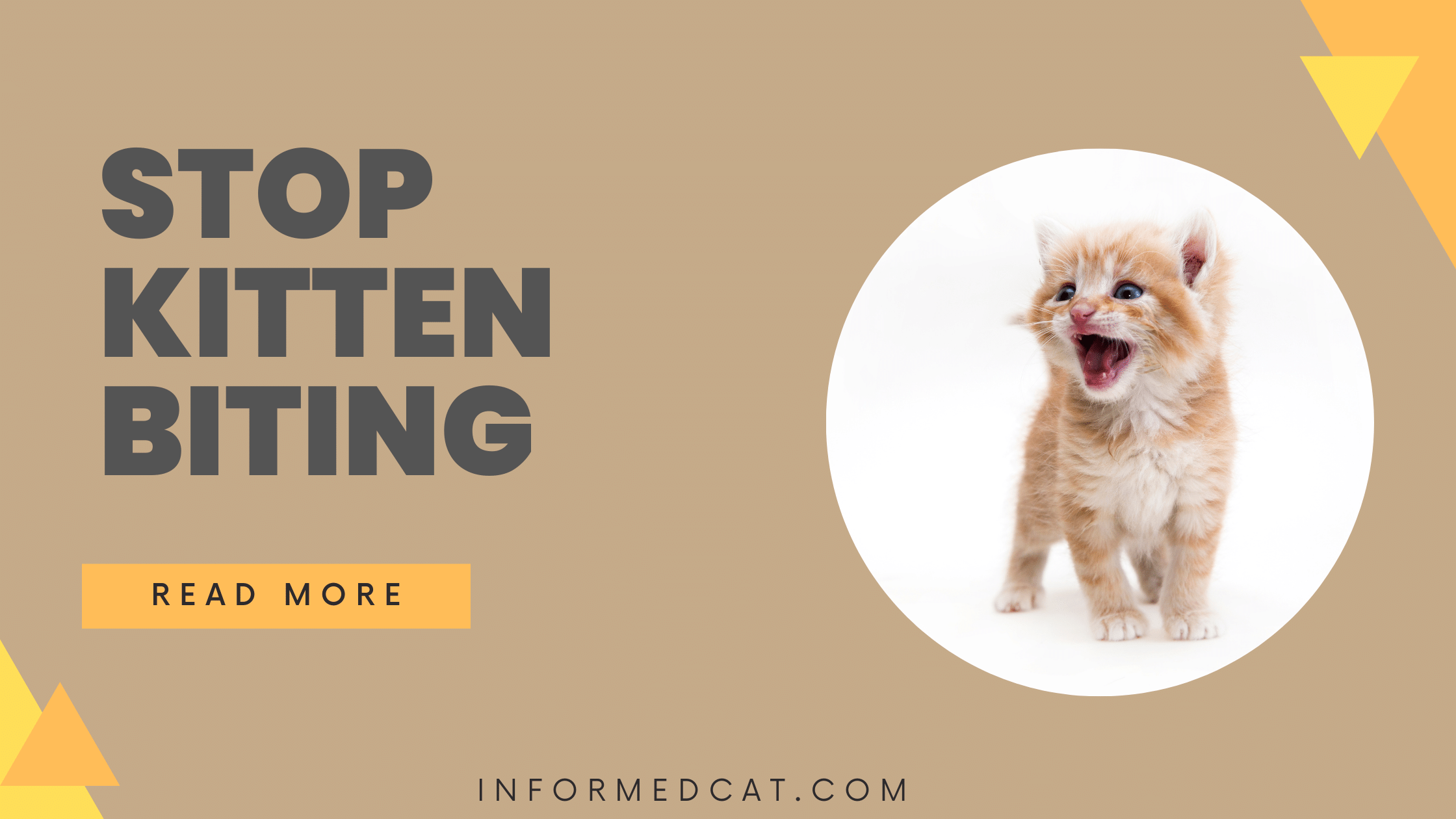 how-to-stop-kitten-biting-informedcat