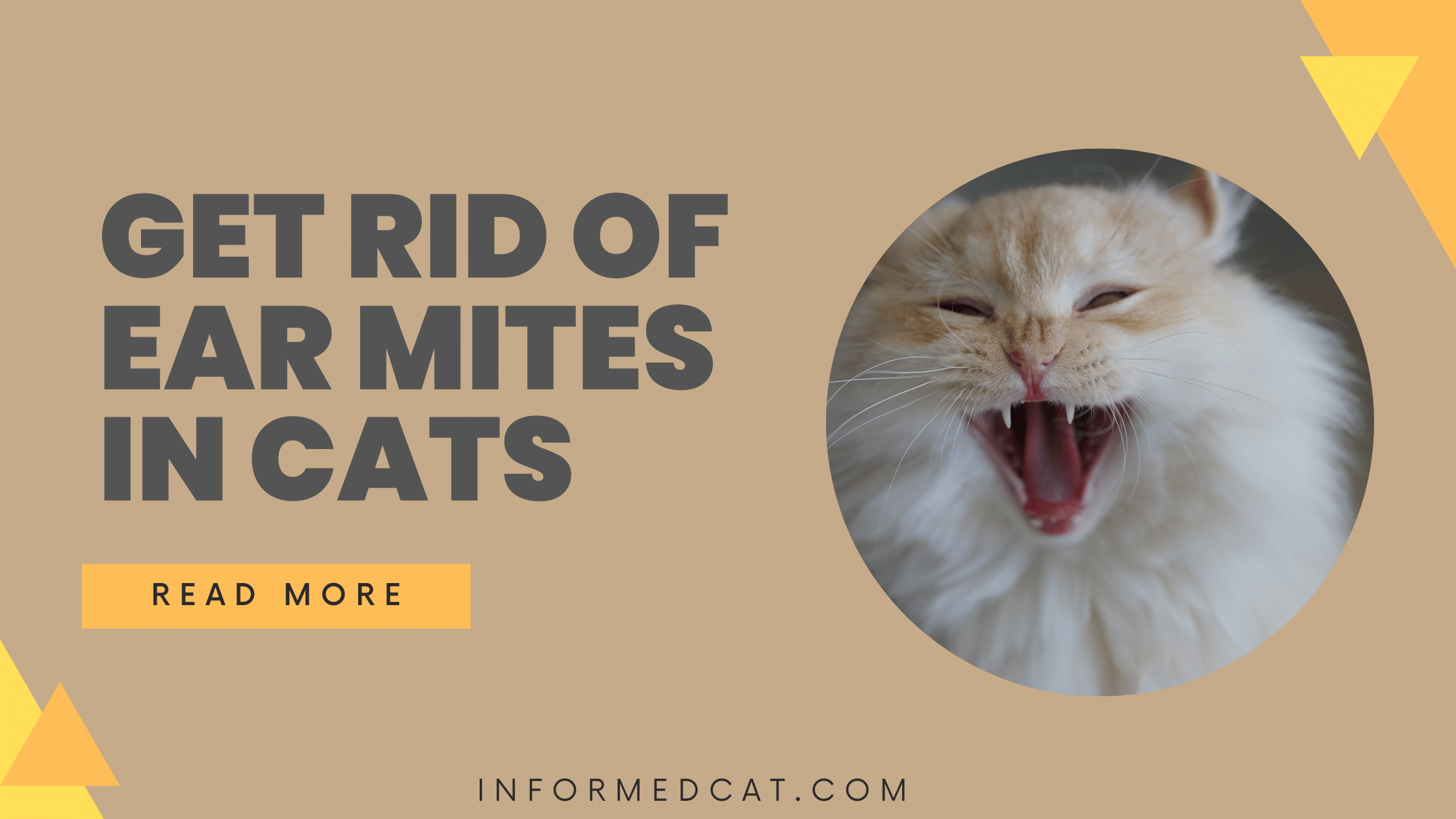 how to get rid of ear mites in cats with baby oil