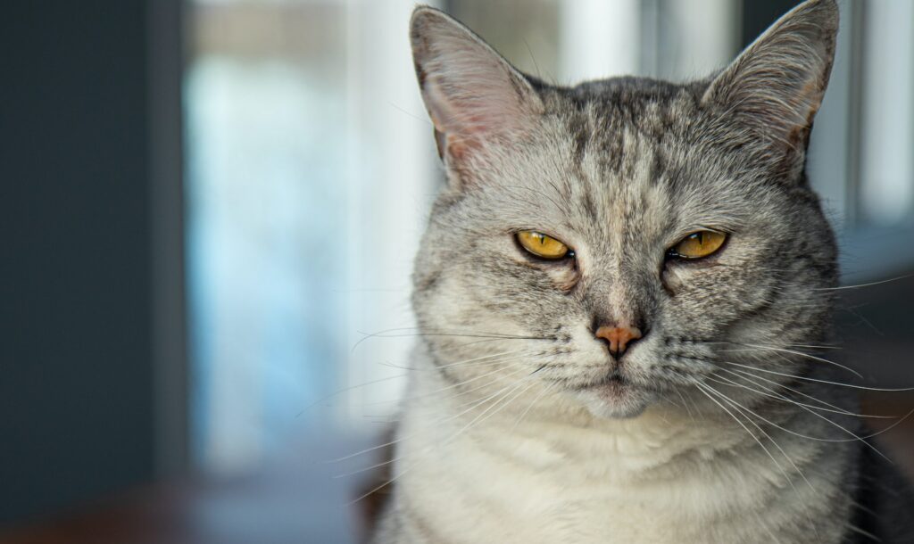 white and gray cat in tilt shift lens