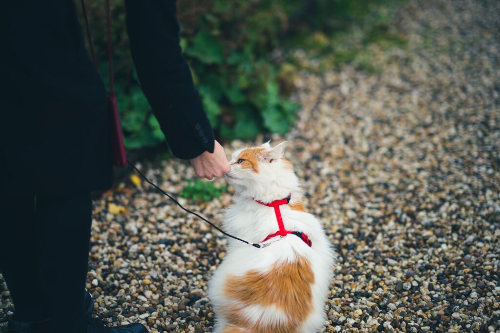 white and orange cat on ground