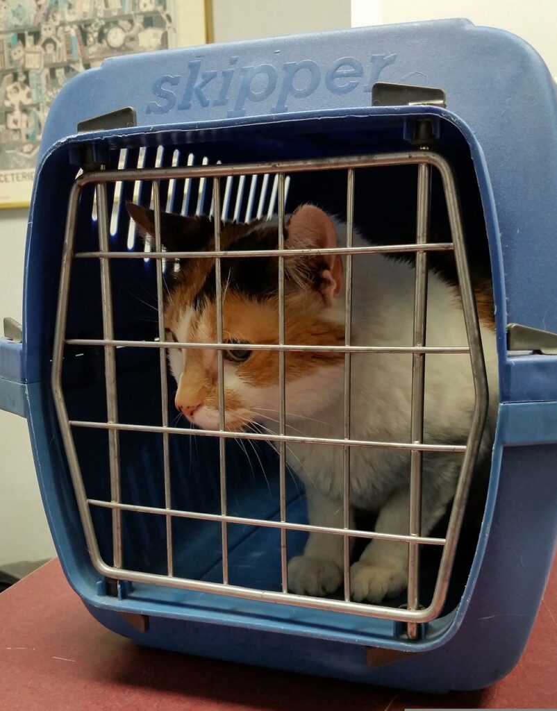 cat sitting in a cat carrier