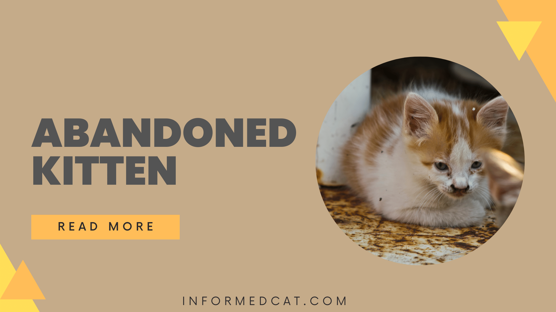 What to do if you find an abandoned kitten - informedcat.com