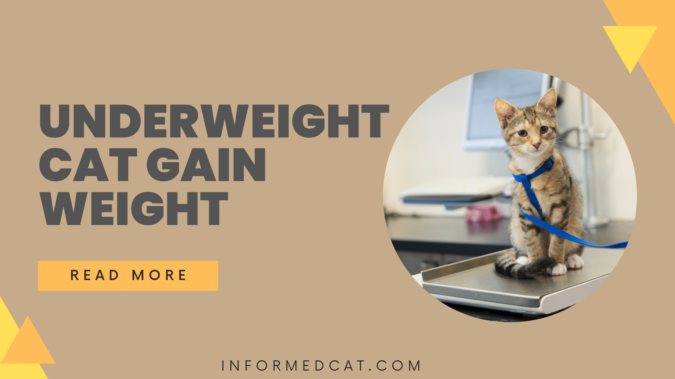 How to Help an Underweight Cat Gain Weight - informedcat.com