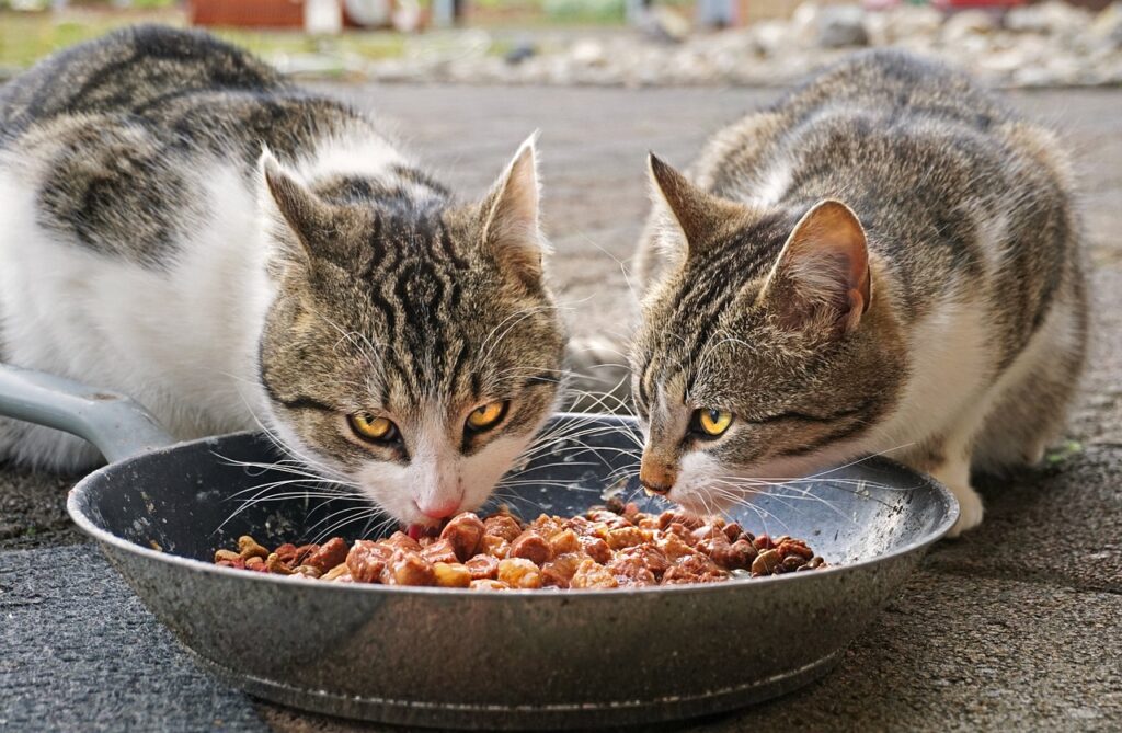 two cats eating grain free food in the bowl inside the garden