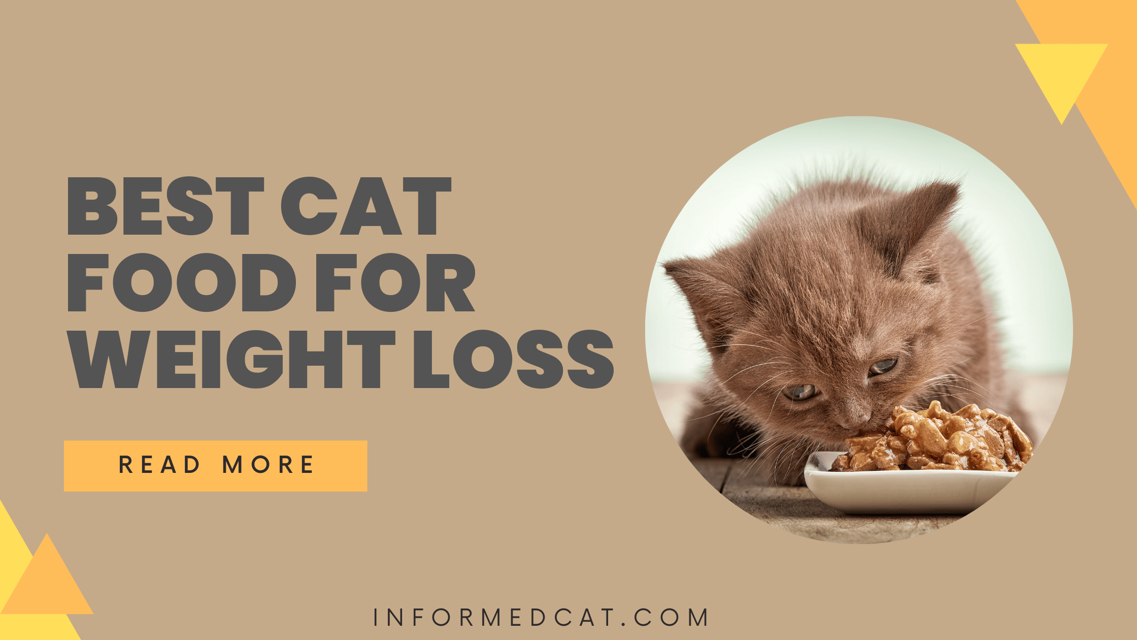 Best cat food for weight loss and weight management