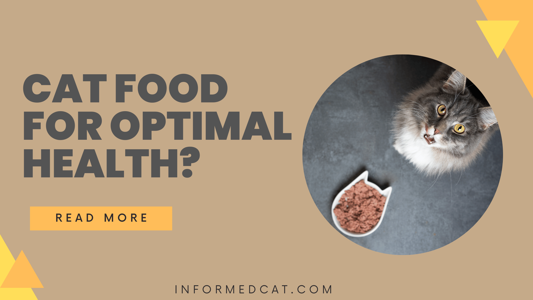What are the best types of food to feed my cat for optimal health?