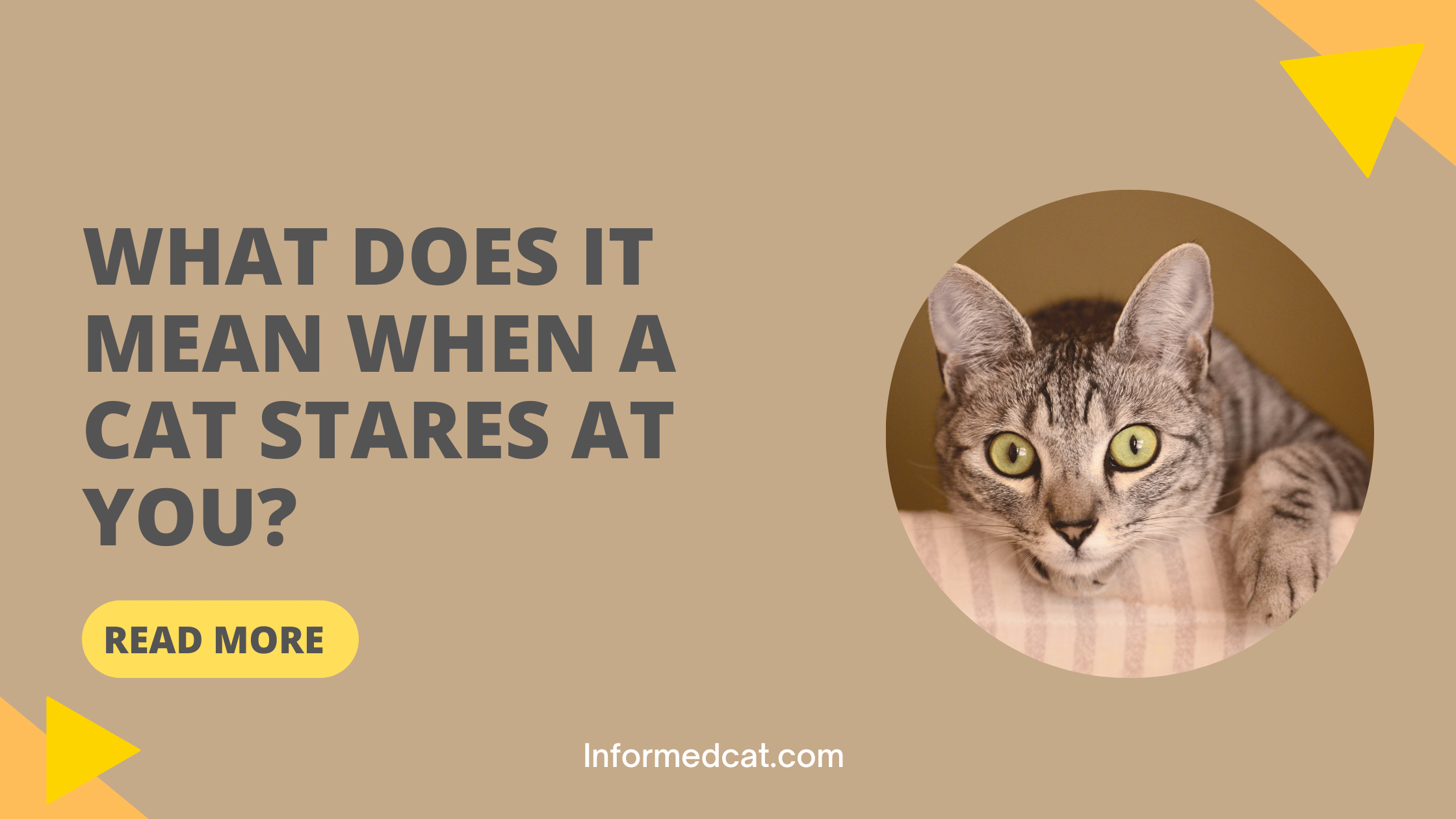 What Does it Mean When a Cat Stares at You?
